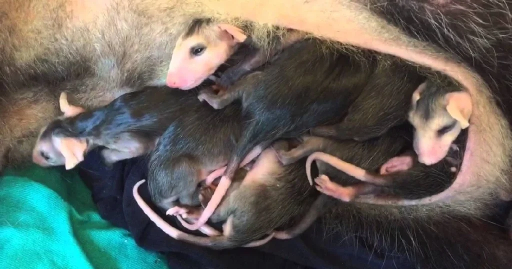 opossum carrying babies in pouch