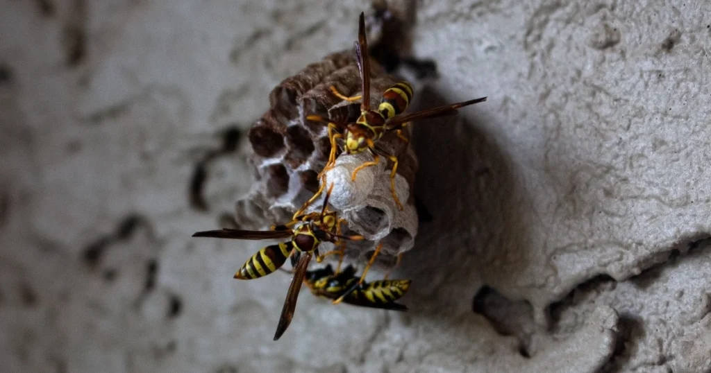 keep wasps nests away