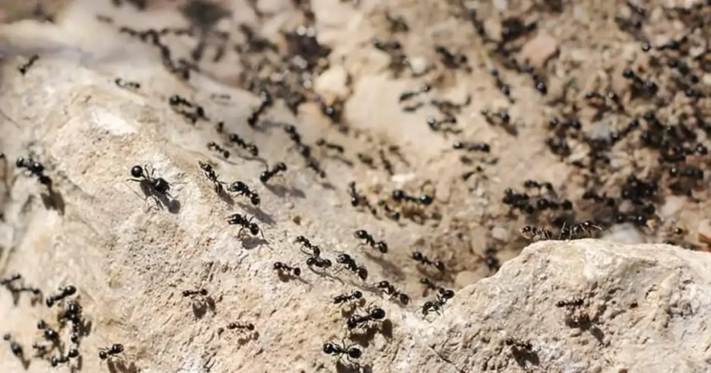 how much does an ant exterminator cost