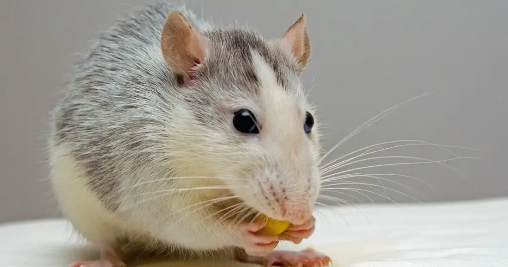 rat eat cheese