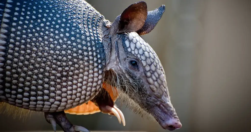 what is an armadillo defense mechanism