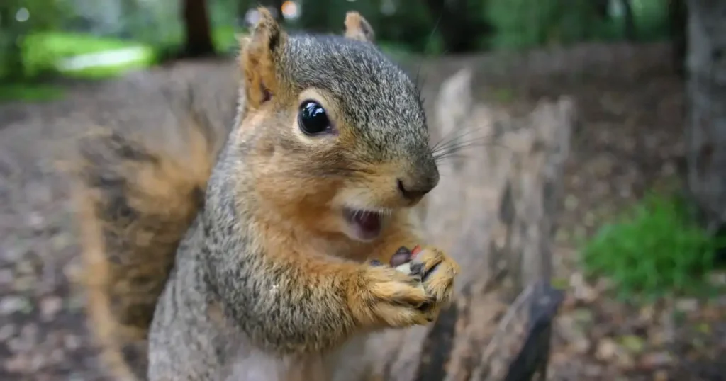 what noise do squirrels make