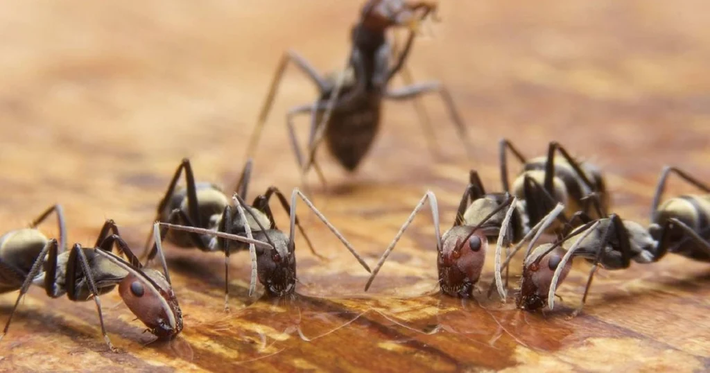 using carpenter ant bait