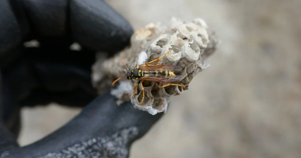 dealing with wasps nests