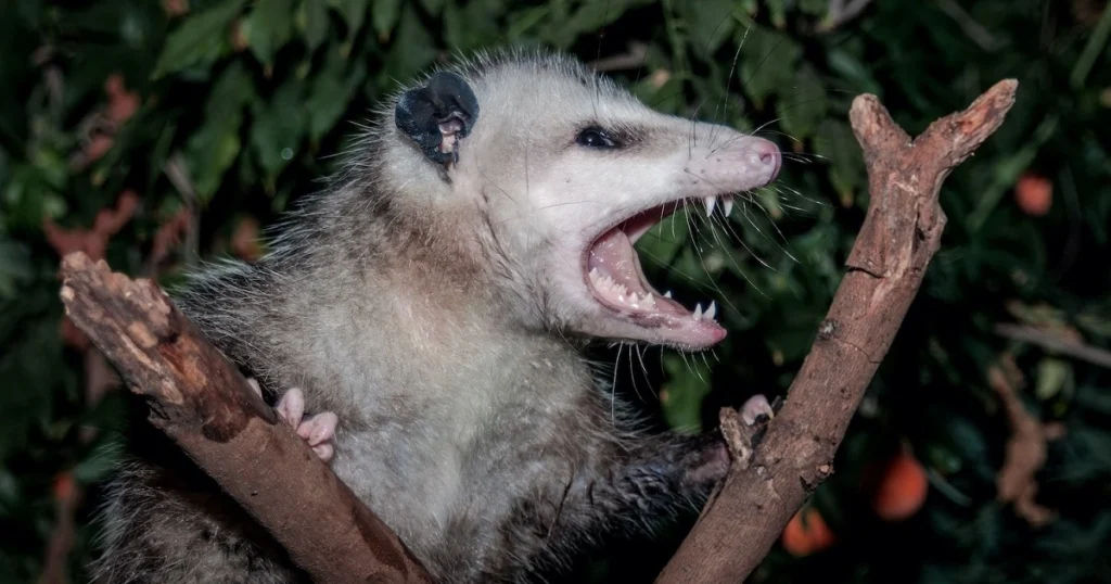 what sound does a opossum make