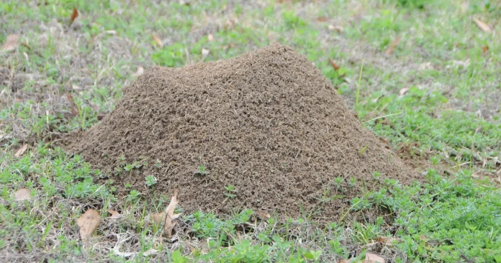 how to destroy an ant colony