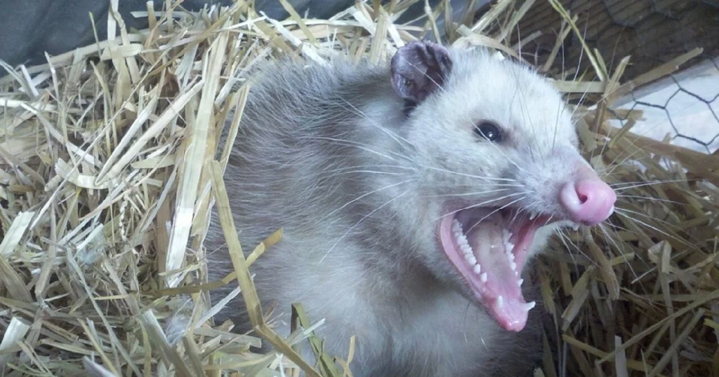 opossum sound at night
