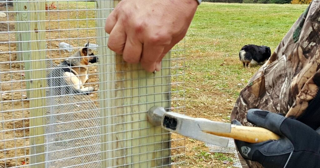protecting chicken coops from raccoons