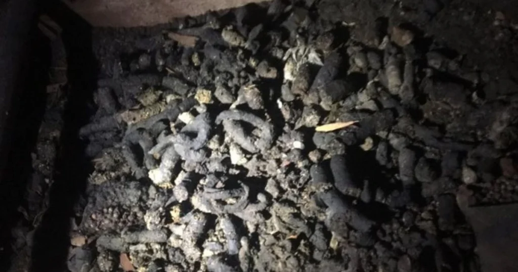 skunk poop