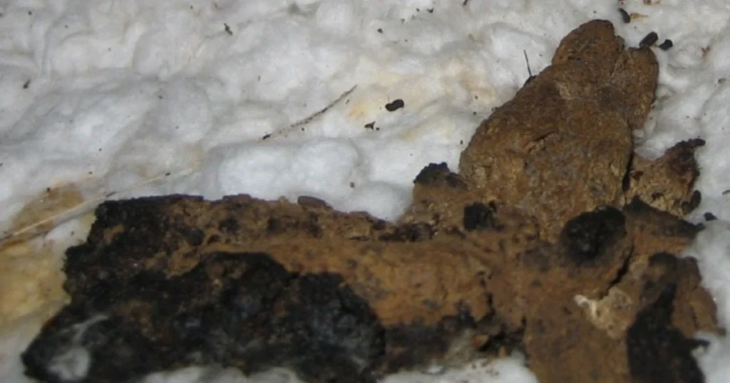 skunk scat