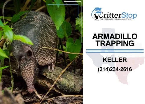 Armadillo Trapping Tips for a Successful Removal Job