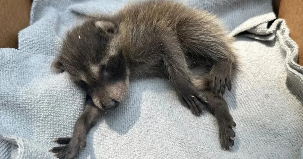 baby raccoon