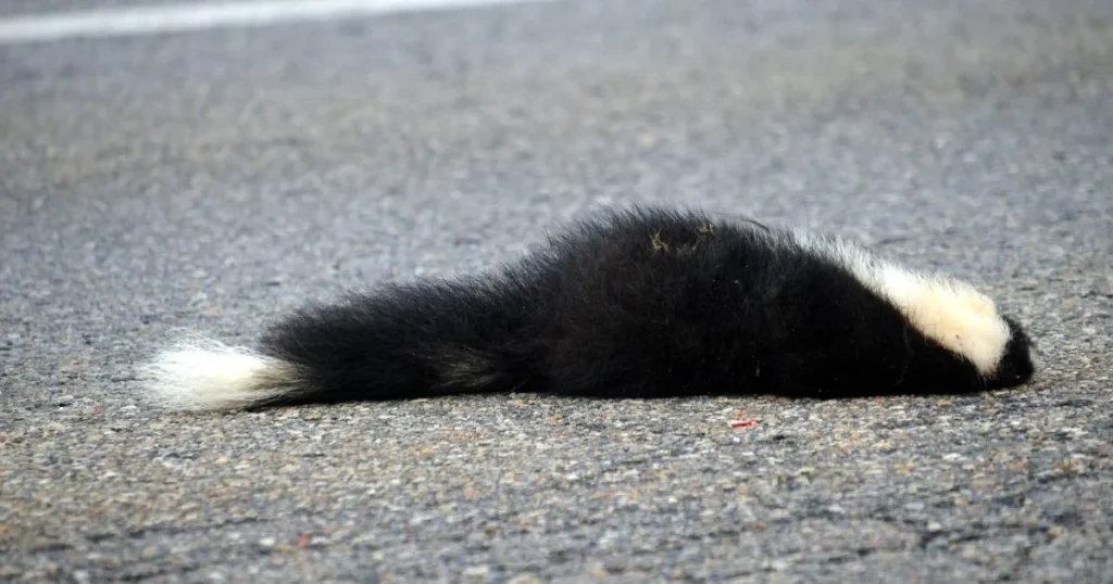 Skunk dead on the road