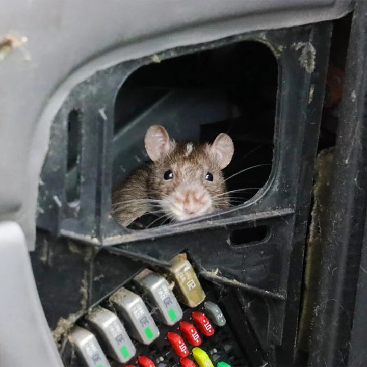 Common scenario of discovering a mouse in ones car