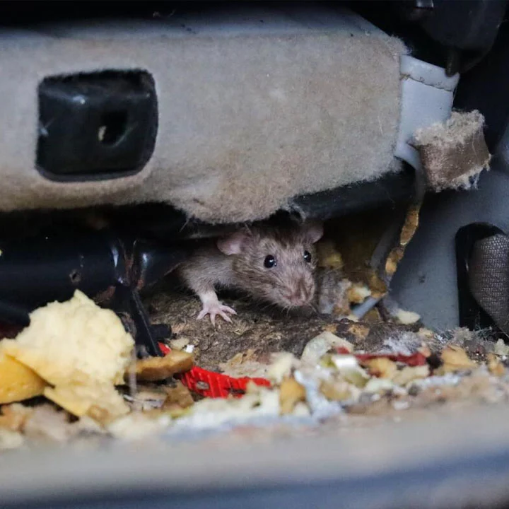 Discovering a mouse in your car