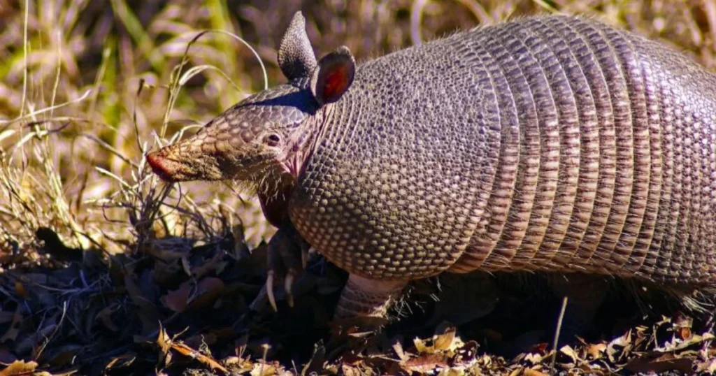Armadillos are nocturnal creatures