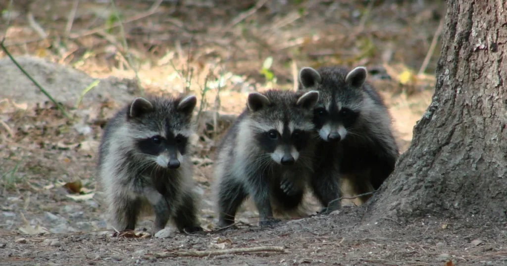 group of baby raccoons