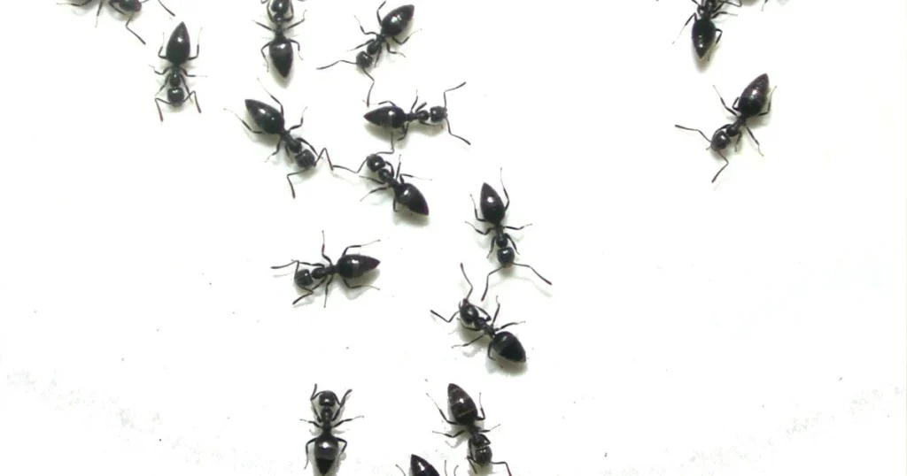 black ants on bed