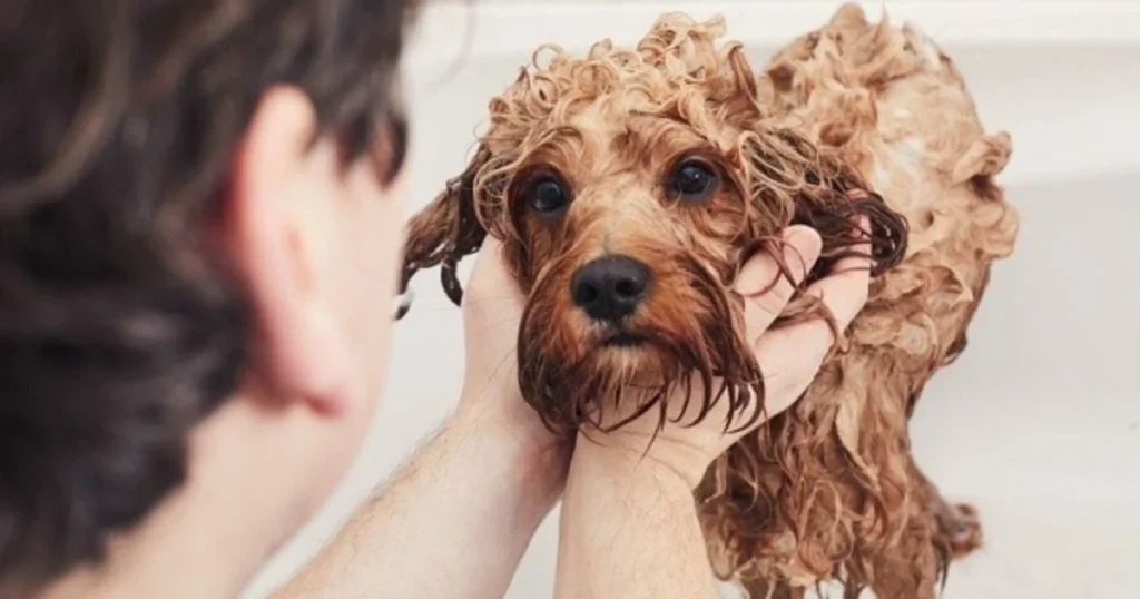 Dog with skunk shampoo
