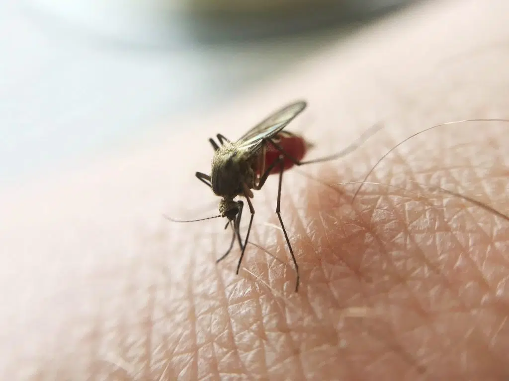 Importance of Controlling Mosquito Populations