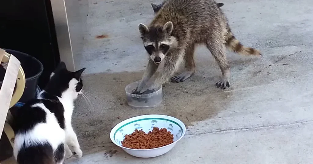 Cat and raccoon