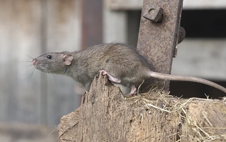 Materials Rats Can Chew