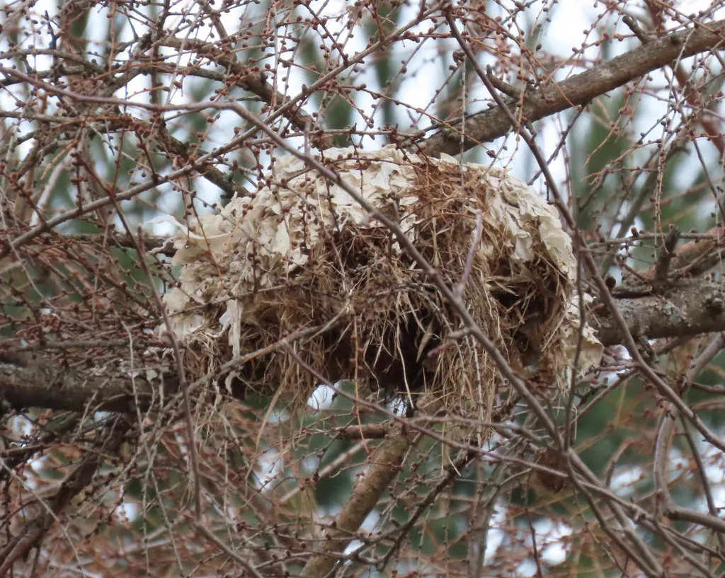 Nest Preparation