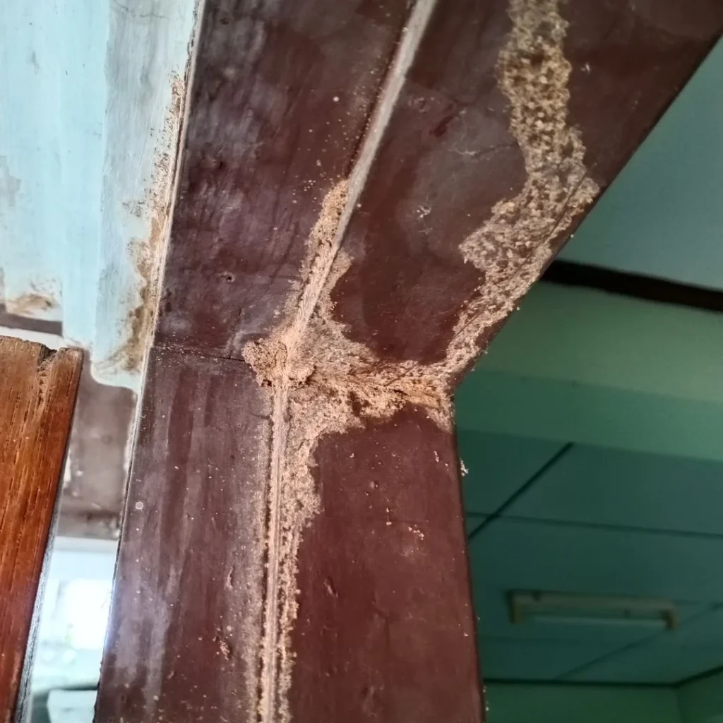 Termites can produce a lot of damage in your property