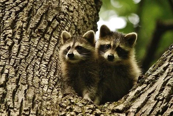 Group of raccoons