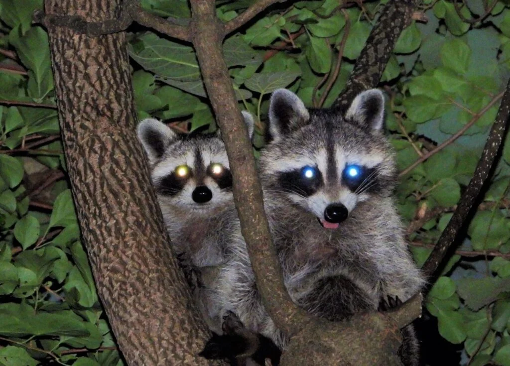 Raccoons in Urban Areas