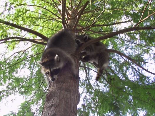Raccoon Arboreal Habits