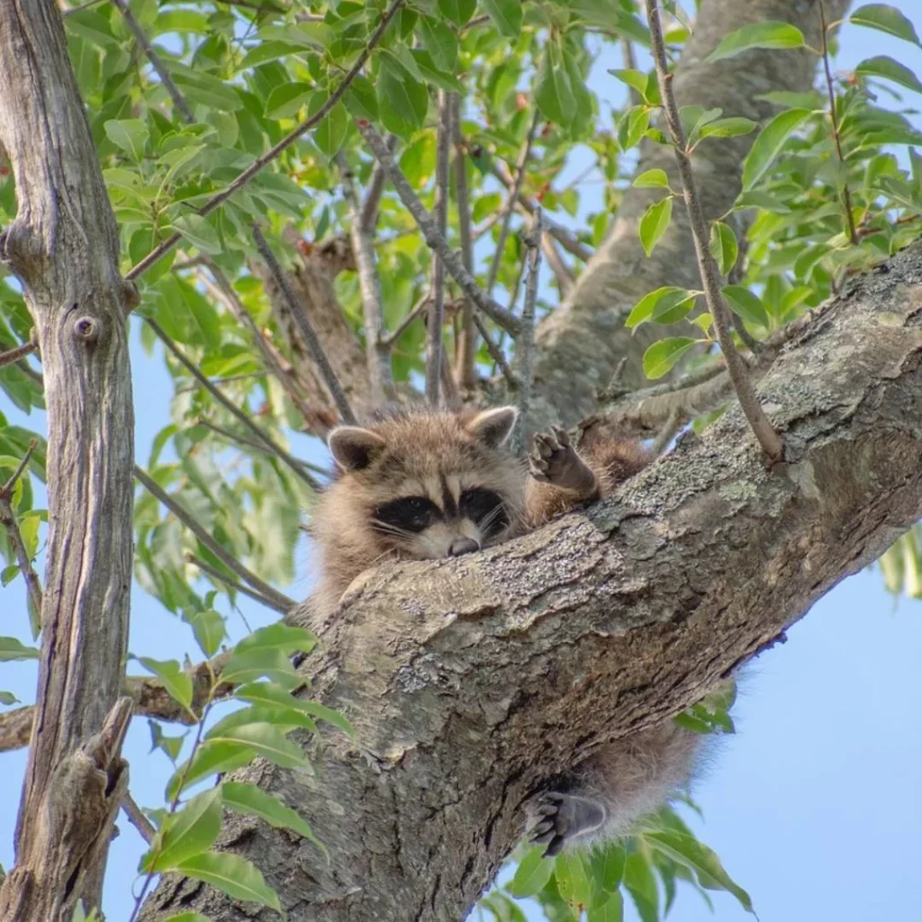 Raccoon Habitat and Nesting
