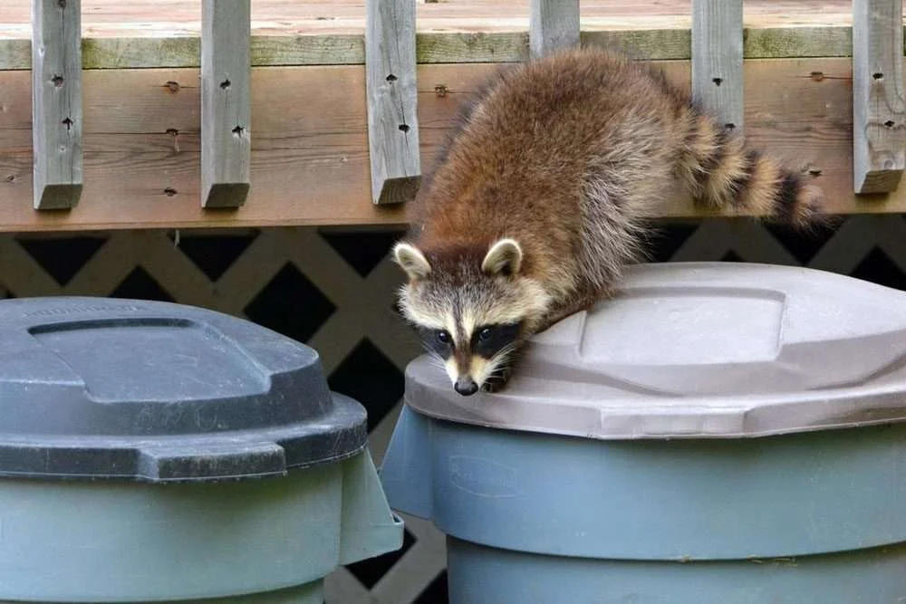 Raccoons Rummaging Through Trash