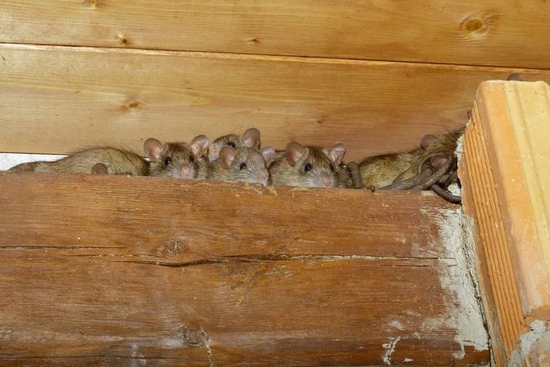 Rat and mice infestation