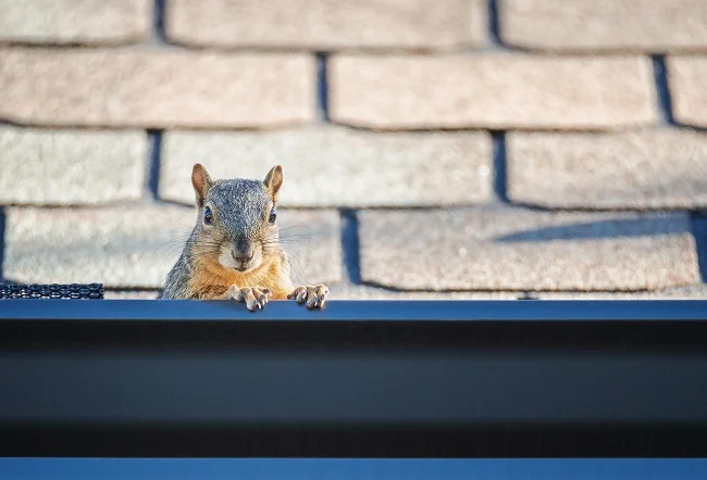 Squirrel Behavior and Nesting Habits