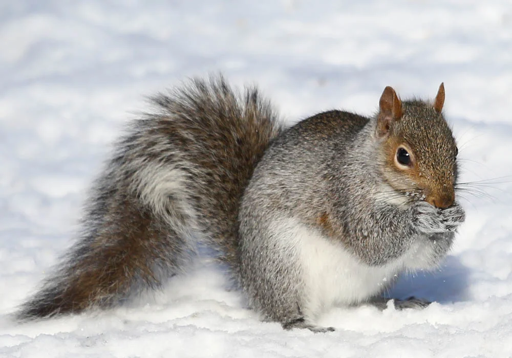 Squirrel Behavior in Winter