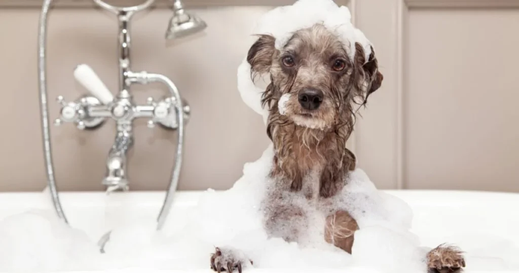 Skunk Shampoo for small dogs