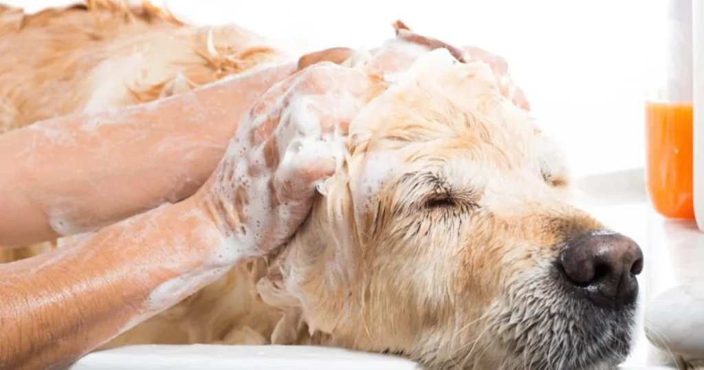 Dog being washed
