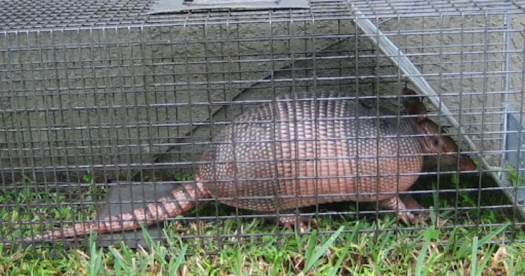 How to trap an armadillo