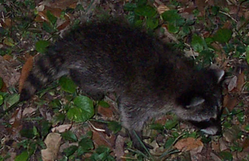 Understanding Raccoon Behavior