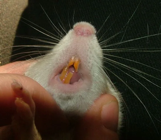 Understanding-Rat-Teeth