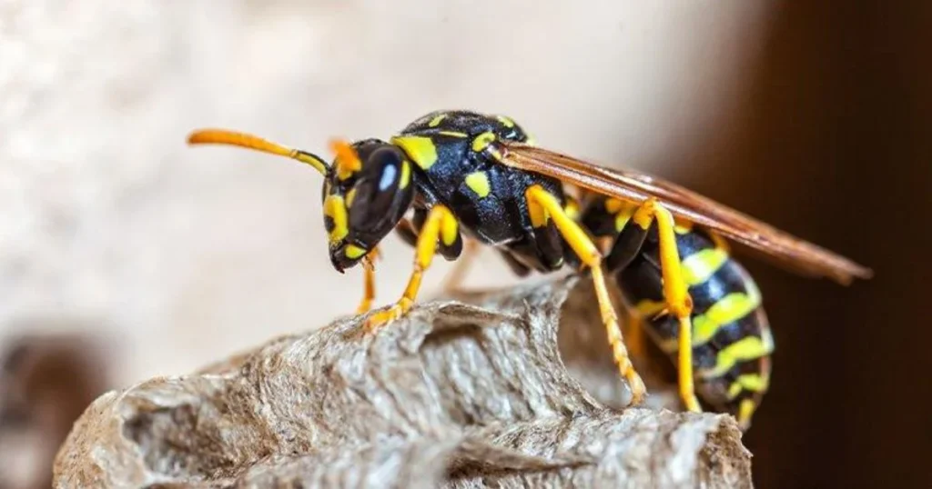Big picture of wasp