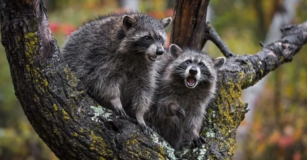 raccoon wildlife