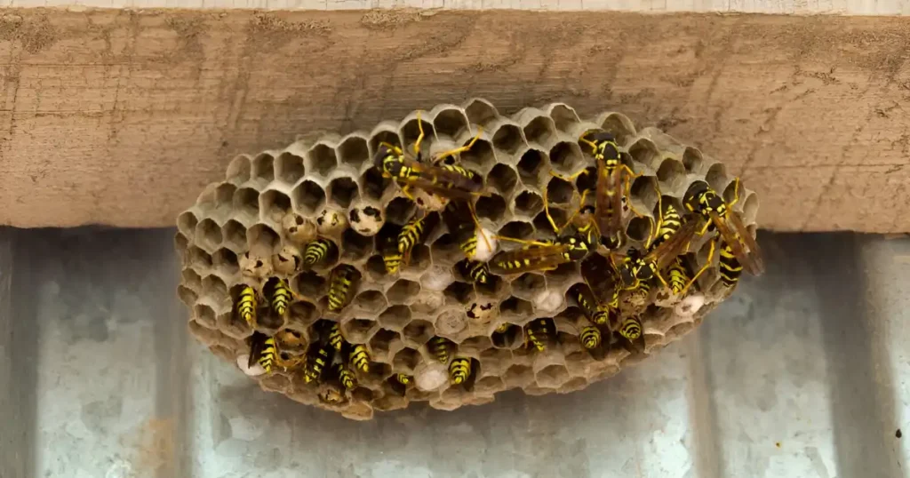 how to get rid of wasp nest on porch
