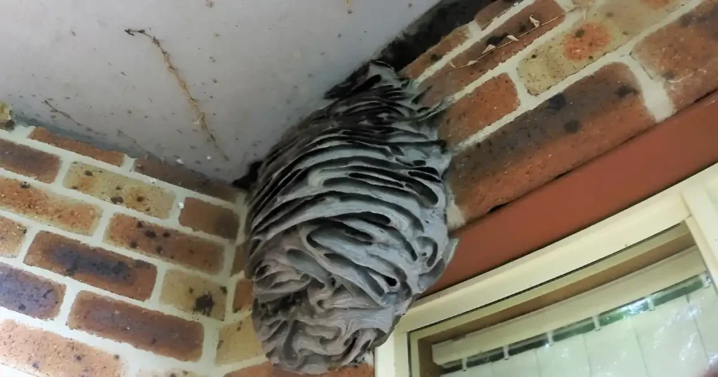how to keep wasps from building nests