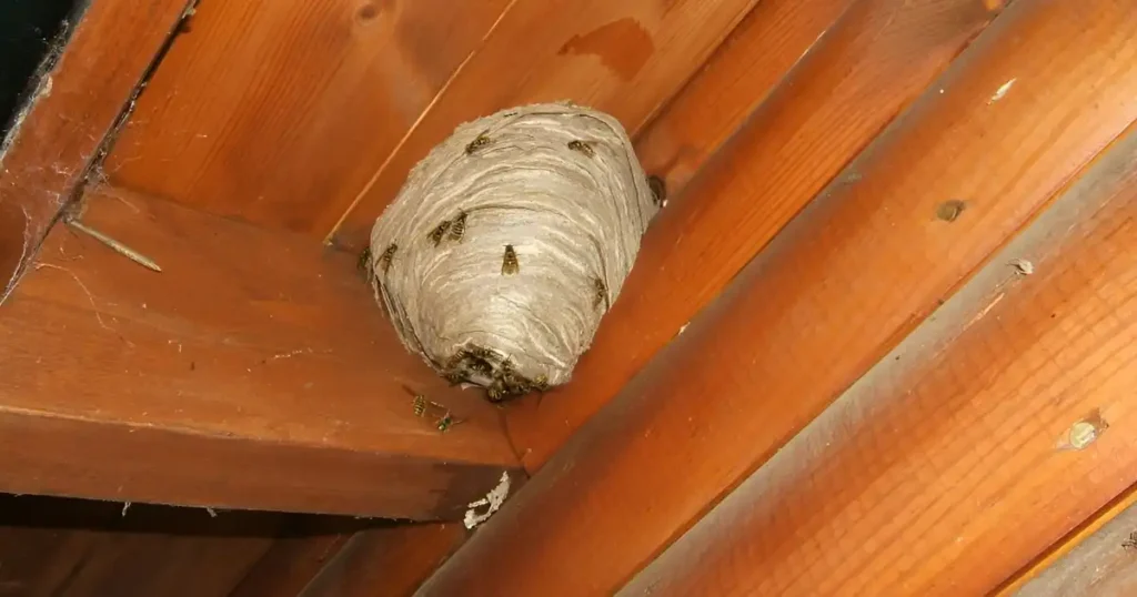 how to stop wasps from building nests