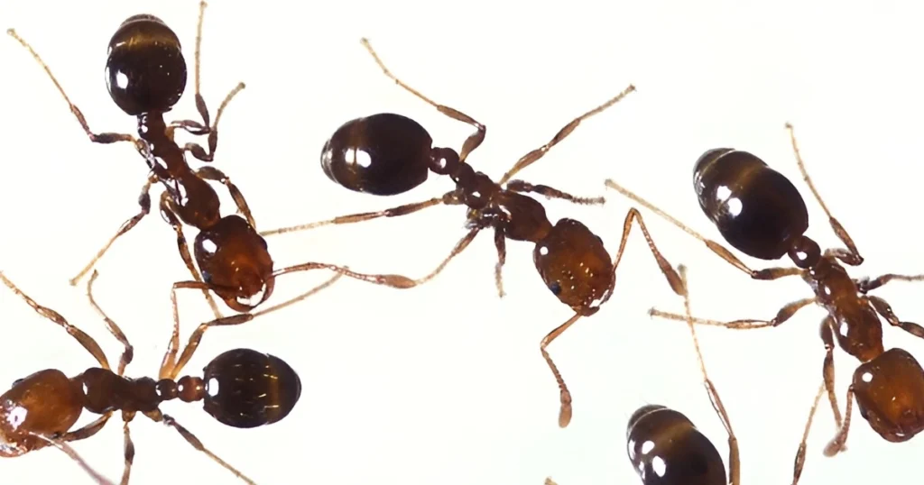 peppermint oil ants