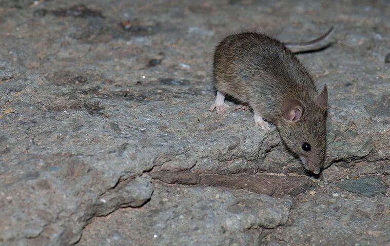 rodents and their prevalence in human environments