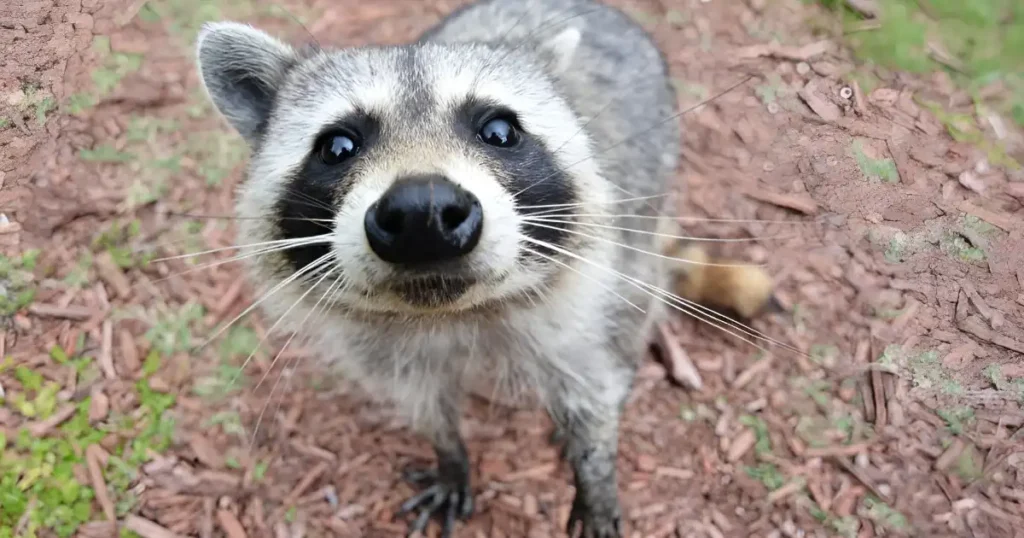 how do raccoons sound, sound of baby raccoons