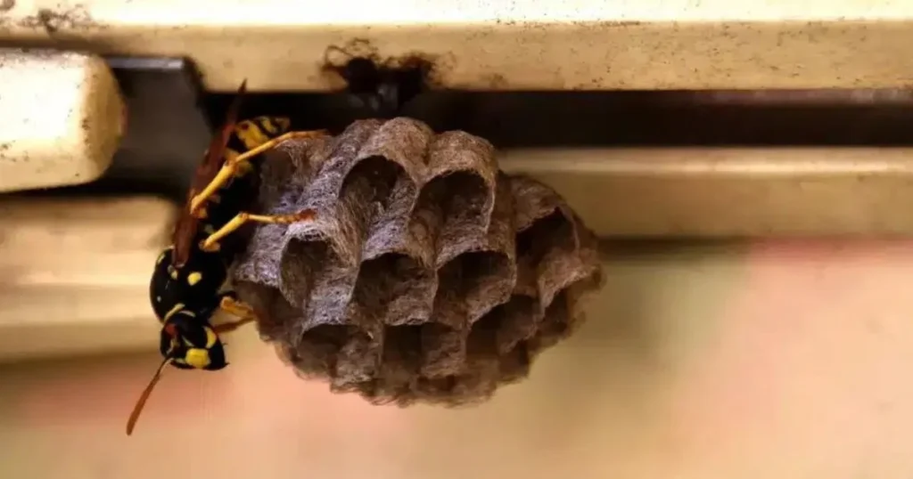 Don't disturb a wasp nest